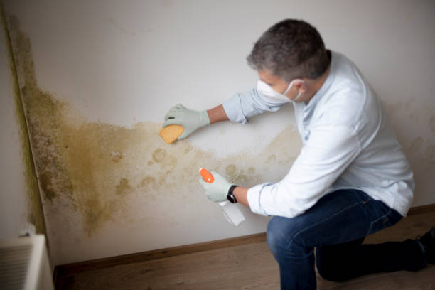 Best Asbestos and Lead Testing During Mold Inspection  in Pawnee, IL