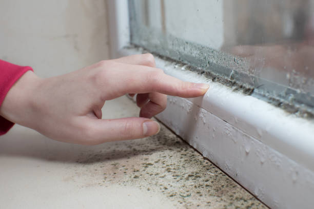 Best Crawl Space Mold Remediation  in Pawnee, IL