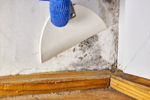 Best HVAC Mold Inspection and Cleaning  in Pawnee, IL